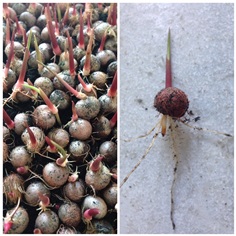 เมล็ดปาล์มอาคาอิ(acai palm seeds)