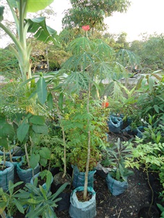 ฝิ่นต้น, มะหุ่งแดง, มะละกอฝรั่ง  | บ้านสวน การ์เด้น - บางแพ ราชบุรี