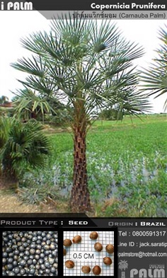 เมล็ดปาล์มแว๊กซ์ผอม(CoperniciaPrunifera) | i PALM  - เมืองปทุมธานี ปทุมธานี