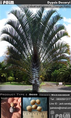 เมล็ดปาล์มสามทางคอม่วง (Dypsis Decaryi)