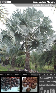 เมล็ดตาลฟ้า (Bismarckia Nobilis) | i PALM  - เมืองปทุมธานี ปทุมธานี