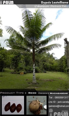 เมล็ดปาล์มคอแดง (Dypsis Lastelliana)