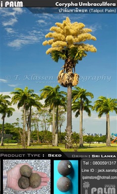 เมล็ดปาล์มทาลิพอท(Corypha Umbraculifera)