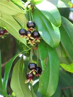 ต้นเชอร์รี่บราซิล - Eugenia brasiliensis | สกายสแครปเปอร์ - เมืองสมุทรปราการ สมุทรปราการ