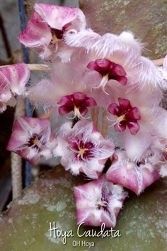 Hoya caudata