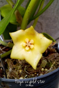 Hoya cv.gold star