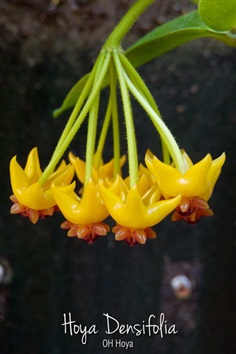 Hoya densifolia 