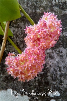 Hoya mindorensis pink