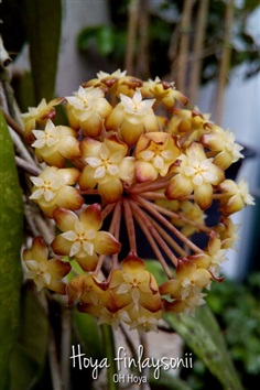 Hoya finlaysonii