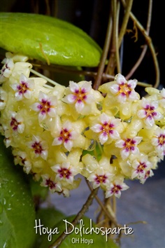 Hoya dolichosparte