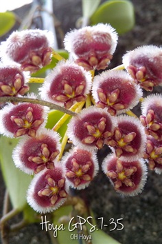 Hoya sp.GPS 7-35