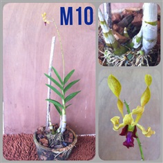 M10