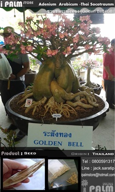 เมล็ดชวนชมระฆังทอง (Golden Bell (GB)) | i PALM  - เมืองปทุมธานี ปทุมธานี