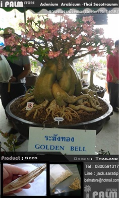 เมล็ดชวนชมระฆังทอง (Golden Bell (GB))