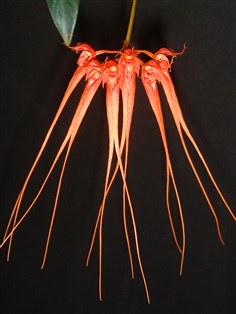 Bulbophyllum tingabarinum