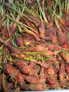 ว่านหอมแดง Eleutherine palmifolia (L.) M