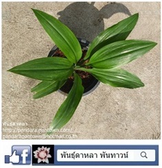 ทองใบต้นใบเวียน