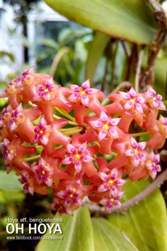 Hoya aff.benguetensis