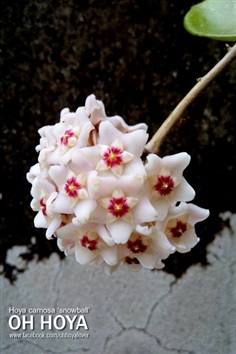 hoya carnosa snowball