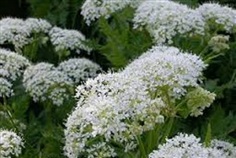 Sweet Cicely 