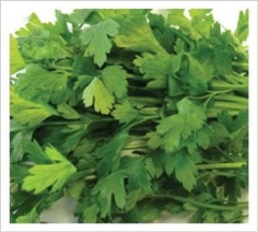  Parsley Italian Giant