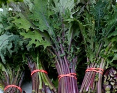 Red Russian Kale  | ไร่ภูธรา - เมืองเชียงใหม่ เชียงใหม่