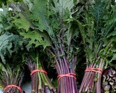 Red Russian Kale 