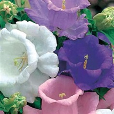 Canterbury Bells Cup and Saucer 