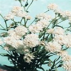 Achillea Ptarmica Ballerina 