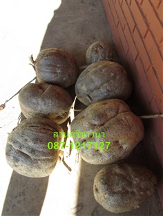 ว่านกวาวเครือขาว(Pueraria mirifica) 