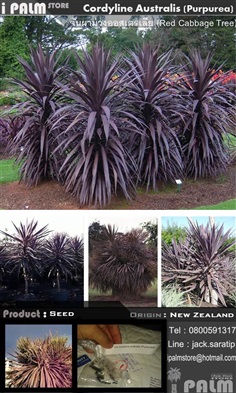 เมล็ดจันผาม่วงออสเตรเลีย C. A. Purpurea | i PALM  - เมืองปทุมธานี ปทุมธานี