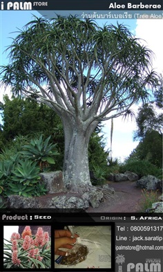 เมล็ดว่านต้นบาร์เบอเรีย (Tree Aloe) | i PALM  - เมืองปทุมธานี ปทุมธานี