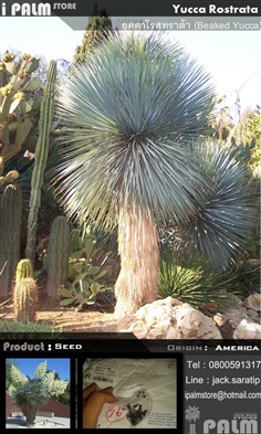 เมล็ดยุคคาโรสทราต้า (Yucca Rostrata)