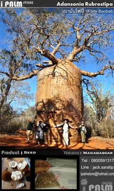 เมล็ดเบาบับโฟนี  (Fony Baobab) | i PALM  - เมืองปทุมธานี ปทุมธานี