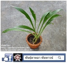 ทองใบต้นท้าวสุรนารี 