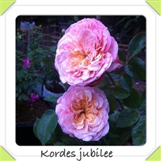 กุหลาบเลื้อยเยอรมัน Kordes Jubilee