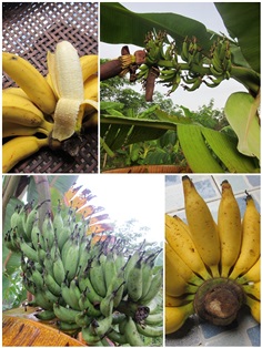 หน่อกล้วยเล็บมือนาง | สวนควนยาง - โคกโพธิ์ ปัตตานี