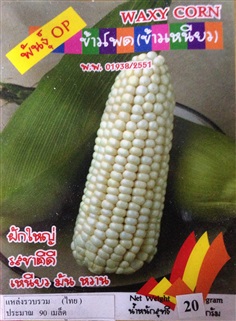 เมล็ดข้าวโพดข้าวเหนียว WAXY CORN