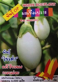 เมล็ดมะเขือเปราะ WHITE EGGPLANT | Anupong-Seed - โชคชัย นครราชสีมา
