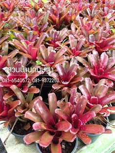 สับปะรดสี |  สวนบ้านกนิษฐา คลอง 15 - องครักษ์ นครนายก