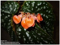 Begonia