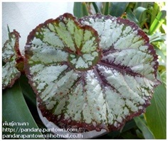 Begonia