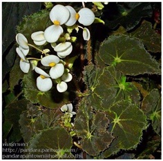 Begonia