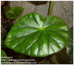 Begonia