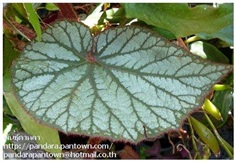 Begonia