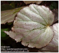 Begonia