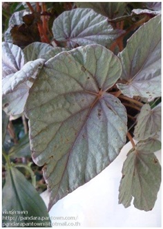 Begonia