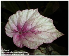 Begonia