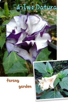 ลำโพง (Datura)สั่งล่วงหน้า