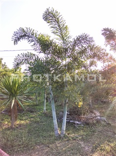 ปาล์ม ฟอกเทล (Foxtail Palm)
